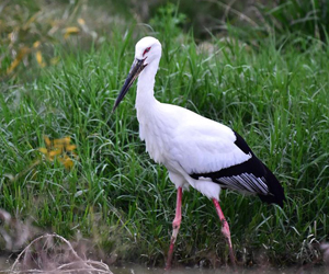 Өрөвтас (Дорнын өрөвтас)